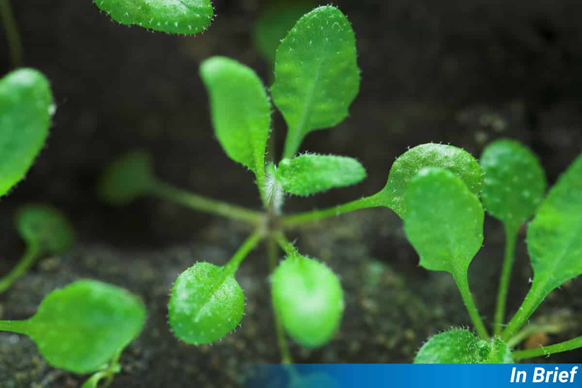 La sequía afecta a las comunidades de microbios vegetales en toda Europa