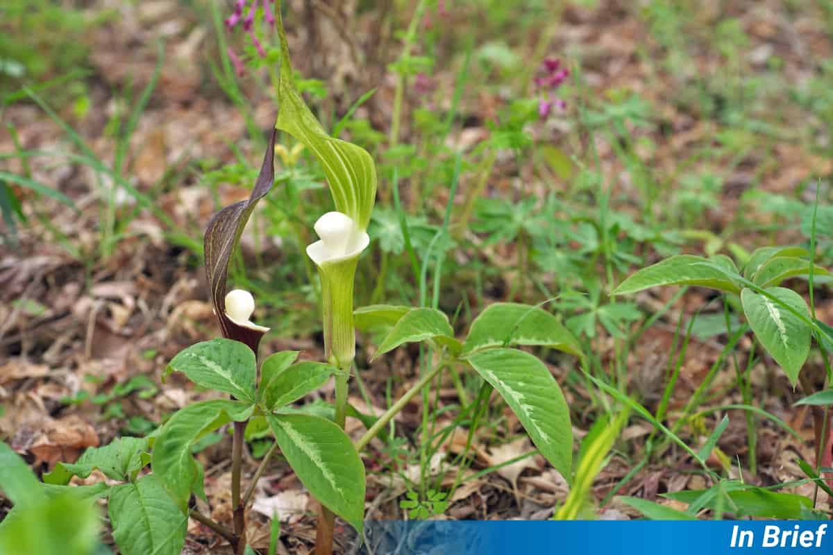 Des pièges à fleurs mortels servent également de pépinières aux moucherons fongiques