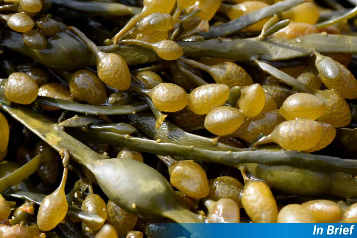 L'extrait d'algues déclenche une floraison précoce chez les plantes