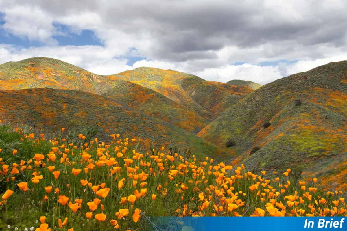 La receta para sembrar con éxito nuevos hábitats para polinizadores