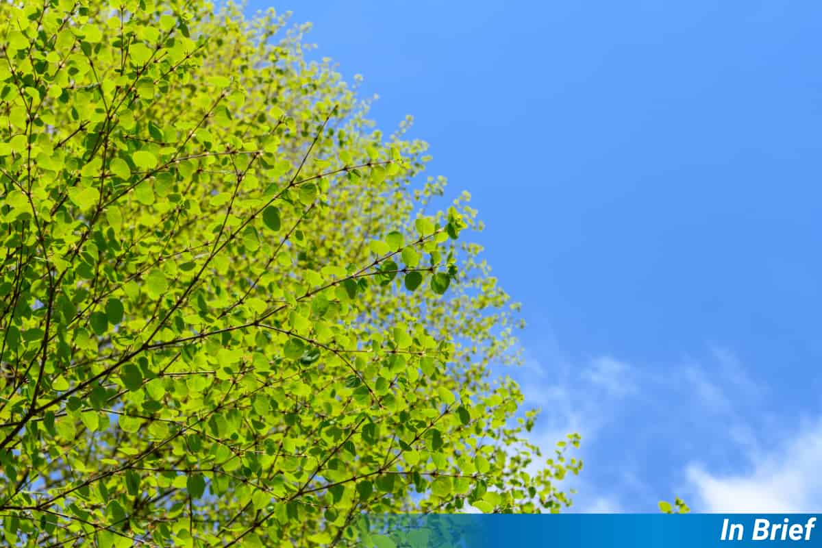 Los árboles más grandes albergan comunidades más diversas en los bosques japoneses