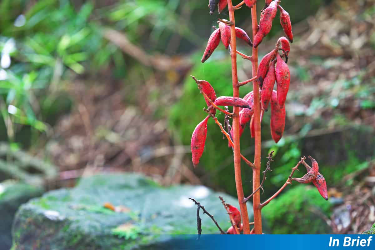 Civetas palmeras enmascaradas desenmascaradas como dispersores de semillas de una orquídea inusual