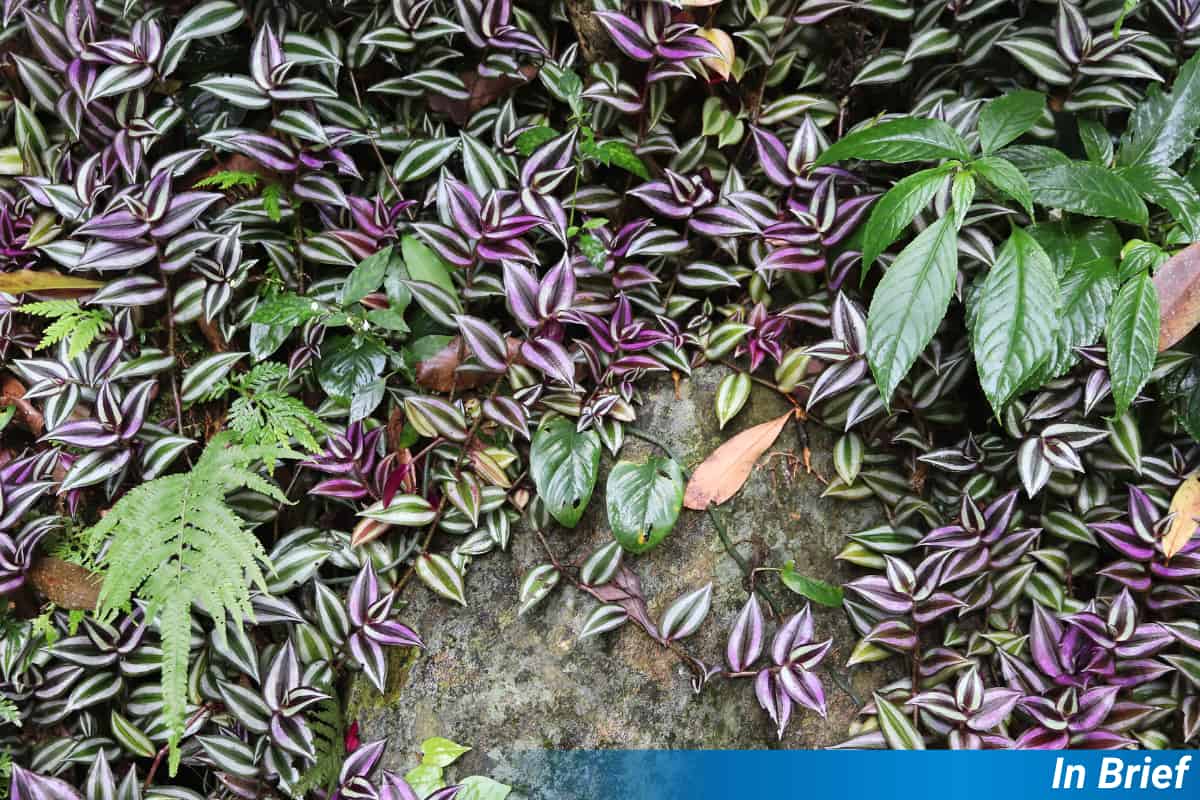 Invasive Plants Turn On Each Other When Conditions Improve