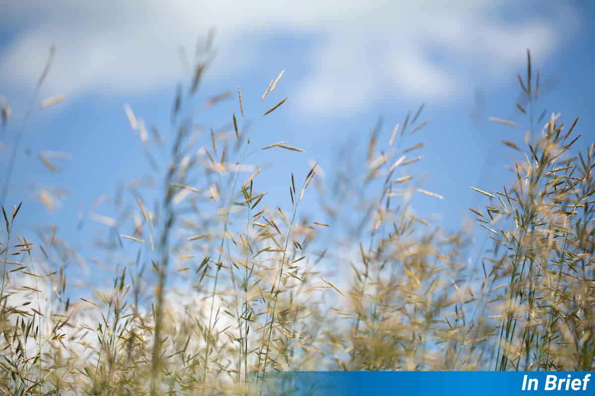 Los endófitos de las gramíneas sacrifican la salud de las semillas para defender a sus crías
