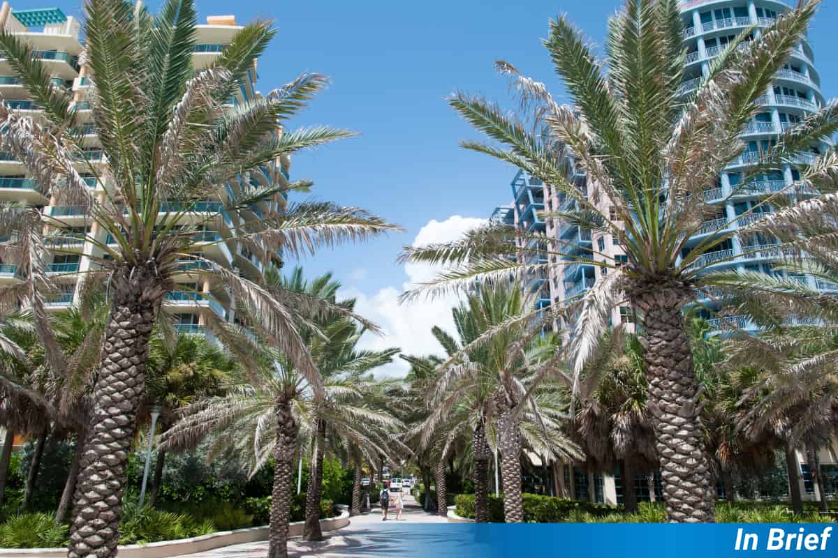 Les arbres des rues de Miami font face à un avenir incertain dans la chaleur de Miami