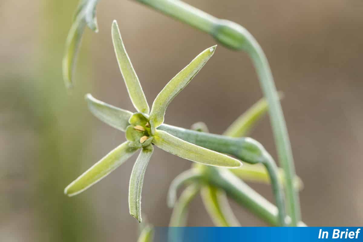 Des odeurs font allusion à des pollinisateurs mystérieux visitant les jonquilles