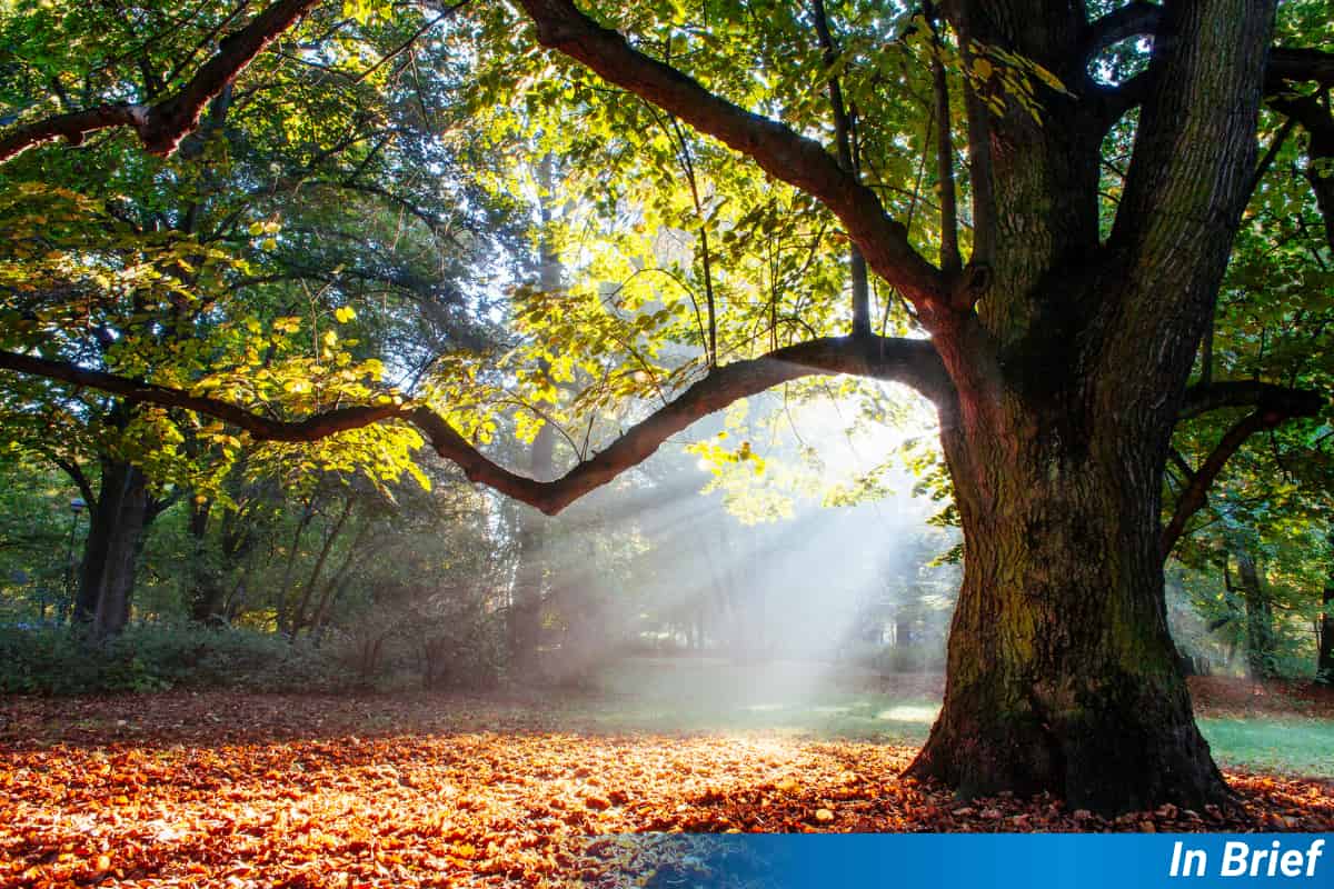 Le changement climatique modifie le pollen des chênes et menace la nutrition des abeilles