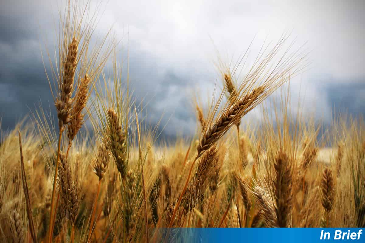 Upgrading Nature’s Alarm Gives Wheat a Fighting Chance Against Fungi