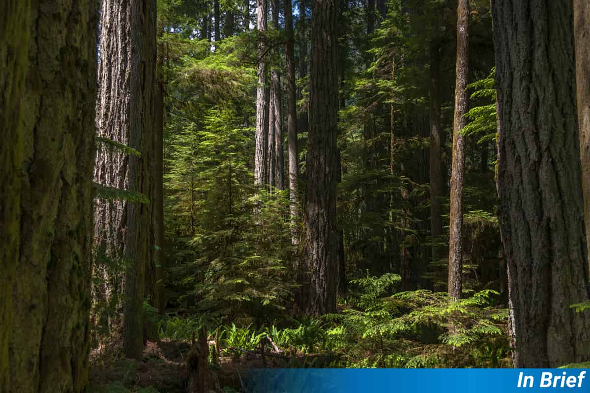 Le déclin inattendu des plantes fixatrices d'azote dans les forêts européennes et américaines