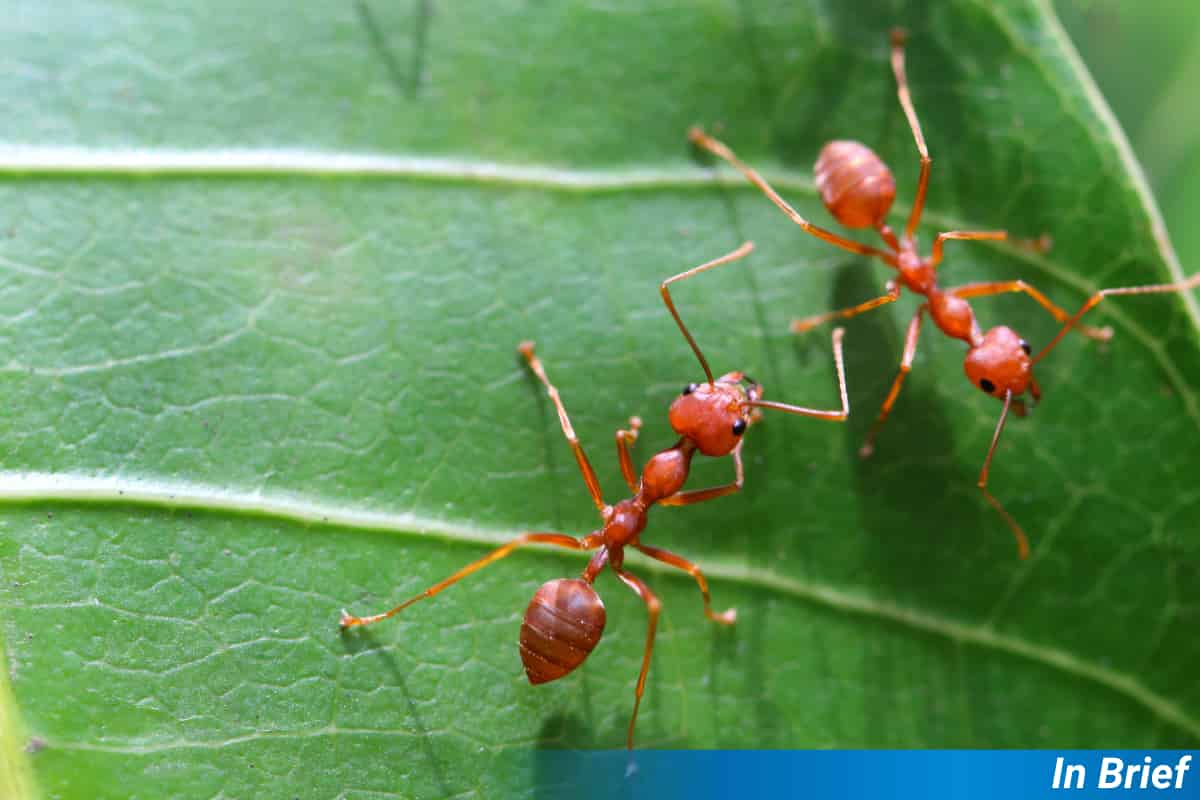 Ants Might Not Be the Plant Bodyguards We Thought They Were
