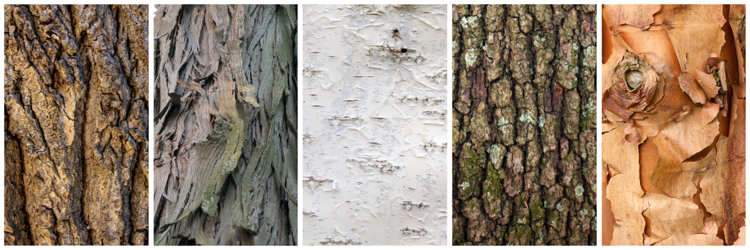 Understanding the Mechanics Behind Bark Formation