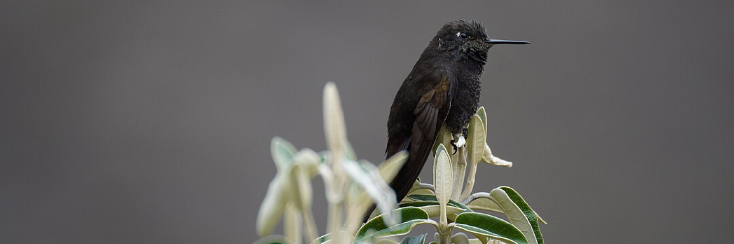 Les voleurs de nectar des Andes : à la découverte du comportement du colibri à queue noire