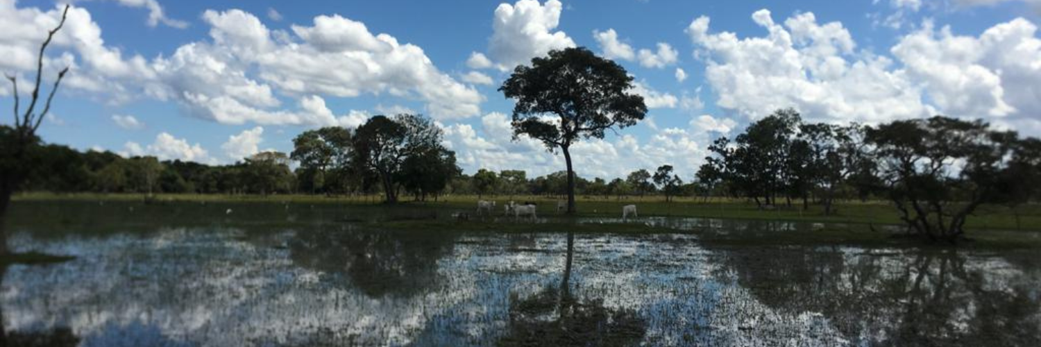 How Plants Endure Wildfires and Floods in the Pantanal