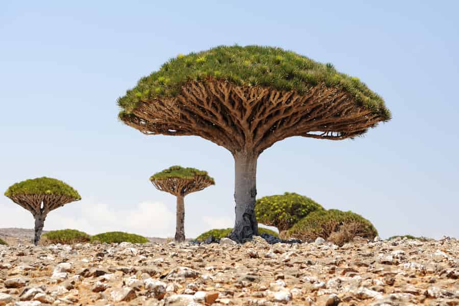 Dracaena cinnabari trees, looking almost like mushrooms from underneath and small round hillocks from above.