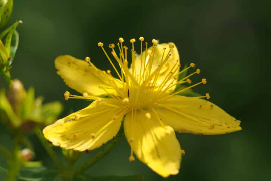 Hypericum perforatum, a small yellow flower spewing anthers.