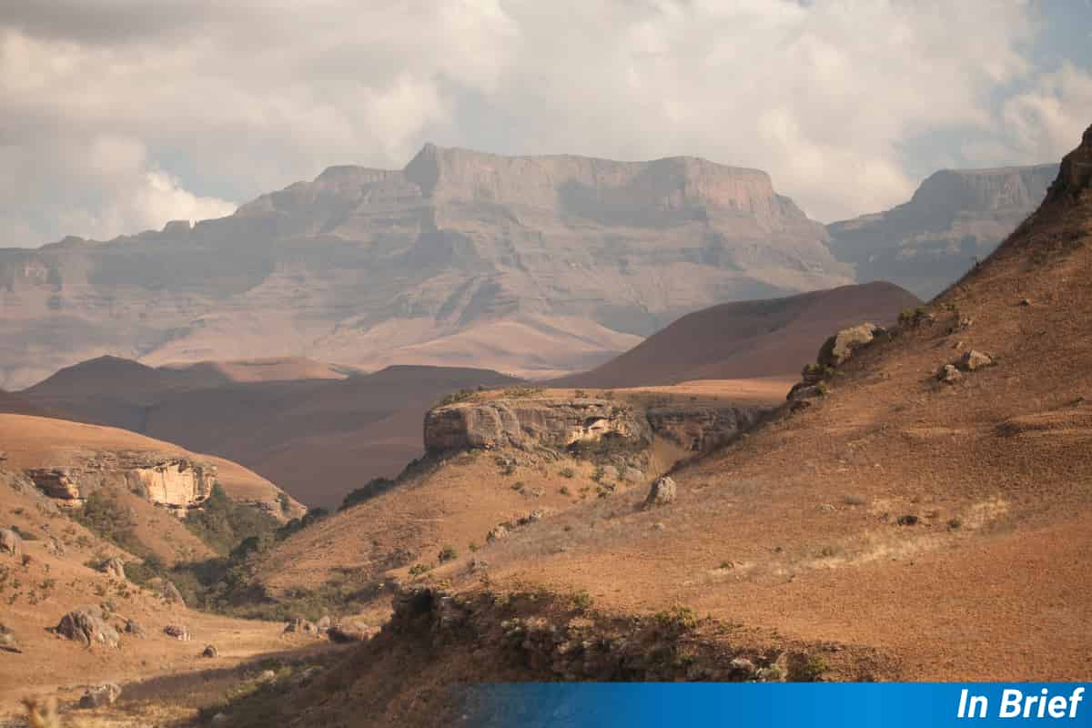 Le désir ardent conduit à une gratification différée pour le crocus natal