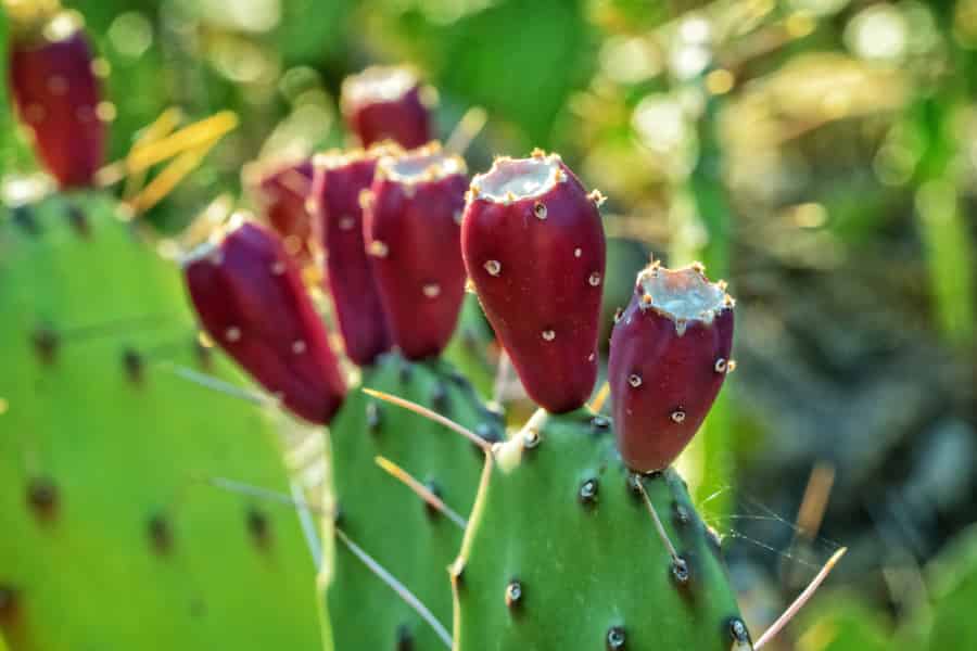 An Opuntia cactus, bearing red fruits.