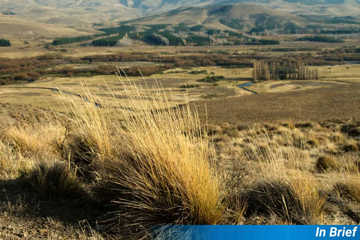 Semillas más grandes prometen restaurar la pampa argentina