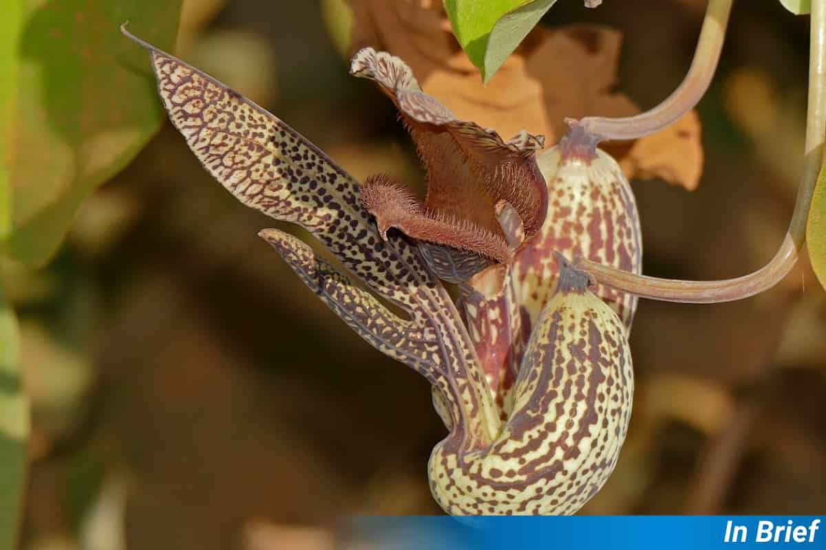 Aristolochia’s Sneaky Pollination Strategy