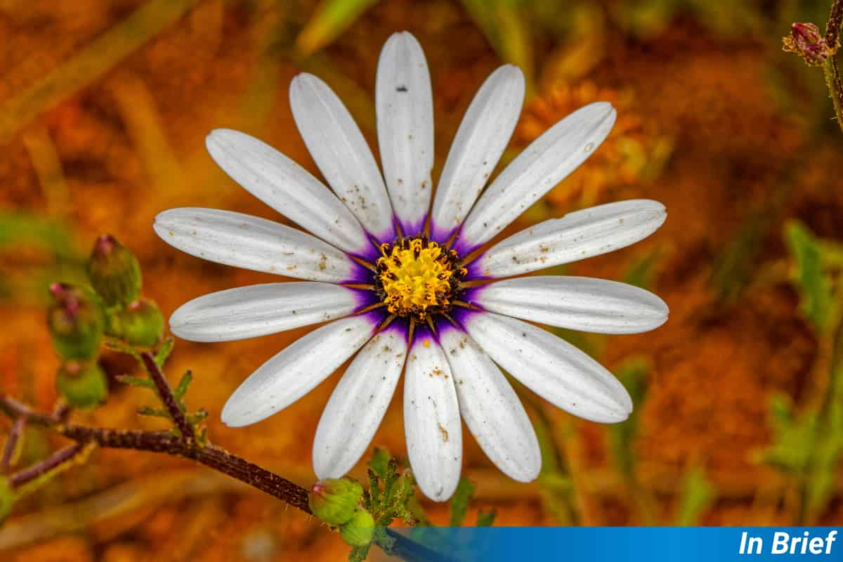 Renosterveld resurge de sus cenizas con una diversidad sorprendente
