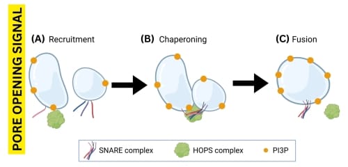 Diagramme schématique montrant les 3 étapes de la fusion des vacuoles végétales. Une fois le signal d'ouverture des pores donné, l'étape 1 est le recrutement où PI3P recrute HOPS sur la membrane de la vacuole. L'étape 2 est le chaperonnage où HOPS attache une paire de vacuoles et chaperonne les protéines SNARE situées sur la membrane de la vacuole pour se lier et former un super-complexe HOPS:trans-SNARE. L'étape 3 est la fusion où le nouveau super-complexe fusionne les membranes des vacuoles et HOPS est libéré pour catalyser d'autres fusions.