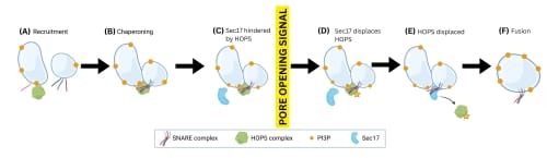 Diagramme schématique montrant les 6 étapes de la fusion des vacuoles végétales. Avant le signal d'ouverture faible, l'étape 1, le recrutement, et l'étape 2, le chaperonnage, se produisent comme dans le diagramme précédent. L'étape 3 montre que HOPS empêche l'activité de fusion en entravant l'accès de Sec17. L'étape 4 se produit après que le signal d'ouverture des pores est donné. Sec17 réduit l'affinité de liaison entre HOPS et trans-SNARE. L'étape 5 est le déplacement de HOPS. L'étape finale est la fusion des membranes des vacuoles par le trans-SNARE.