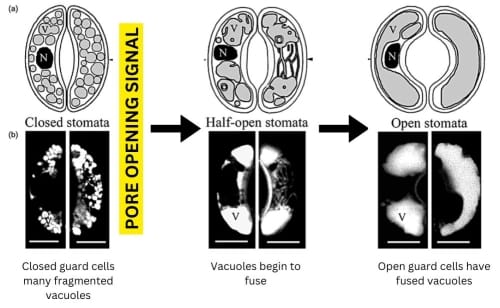 Une figure à six panneaux. Les trois panneaux supérieurs montrent des diagrammes schématiques de stomates fermés, de stomates à moitié ouverts et de stomates ouverts. Les trois panneaux inférieurs correspondants montrent ces stades sous forme d'images obtenues par microscopie confocale à balayage laser. Le noyau et la vacuole des cellules de garde sont étiquetés.