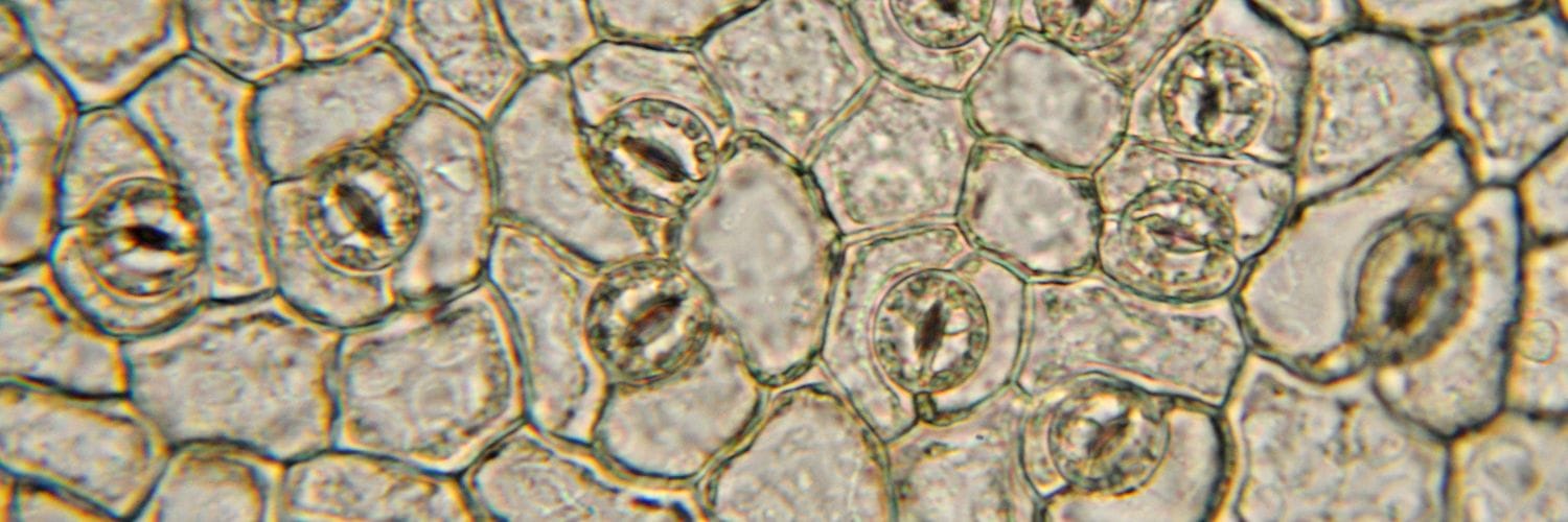 Des chercheurs remettent en question la théorie établie sur le mouvement stomatique