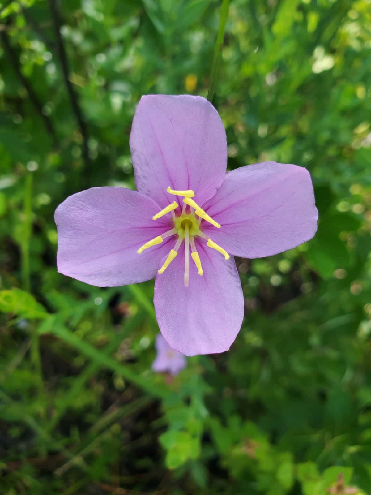 Una hermosa flor con cuatro pétalos de color púrpura pastel y ocho estambres de color amarillo brillante.