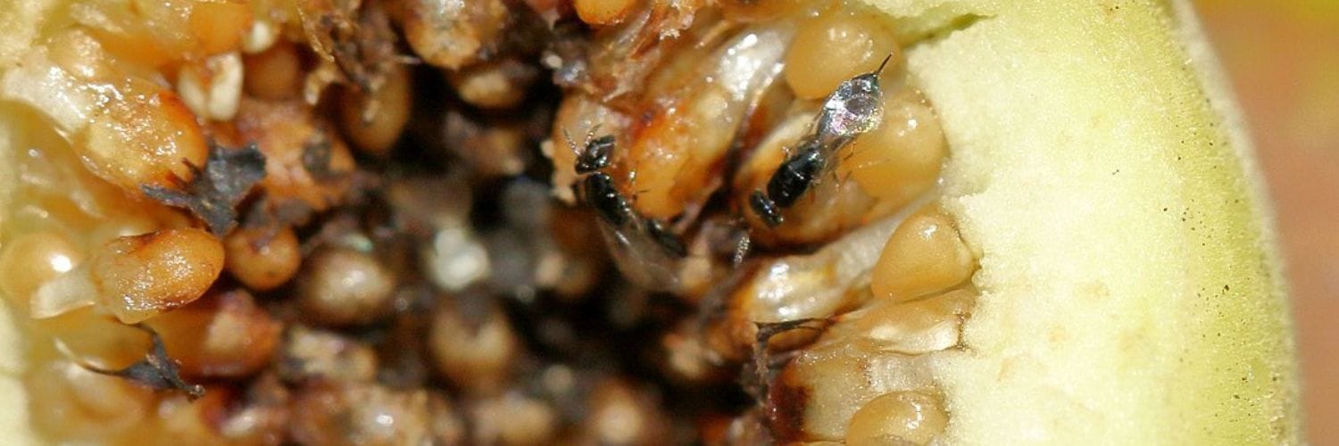 The Fig and Wasp Mutualism Under the Microscope