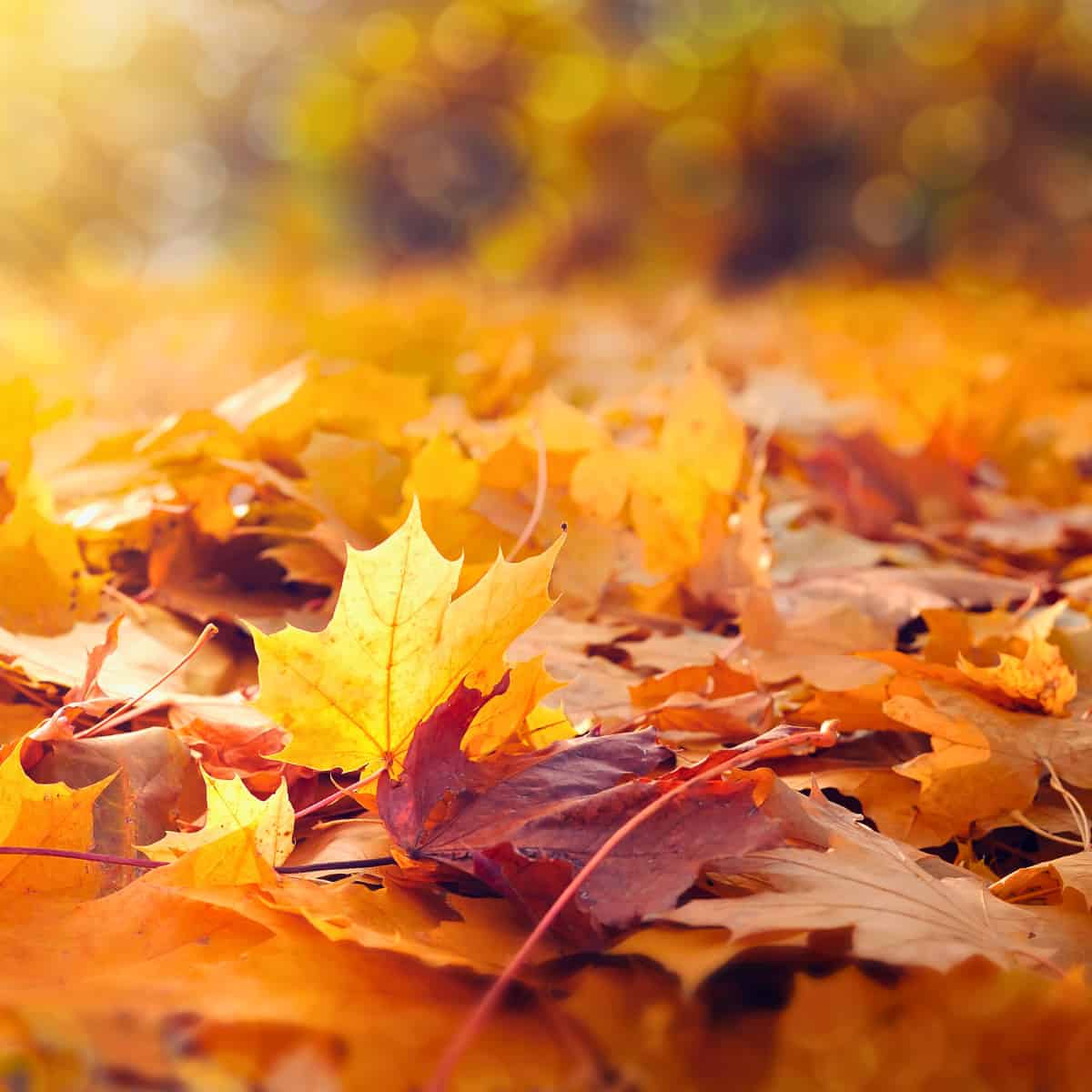 How Trees’ Responses to Rainfall Frequency Could Help Improve Climate Models