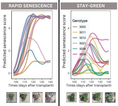 Une figure avec deux panneaux. À gauche se trouvent les génotypes présentant une sénescence rapide, et à droite, les génotypes qui restent verts. Les deux panneaux montrent un graphique avec le temps en jours après la transplantation sur l'axe des X et le score de sénescence prédit sur l'axe des Y. Ils montrent également chacun 4 images de vols de drones qui décrivent leurs trajectoires de sénescence. La plupart des réplicats des 3 génotypes présentant une sénescence rapide atteignent le score de sénescence prédit maximal de 5 après 110 jours. Ce score correspond à une sénescence complète. D'autre part, les scores de sénescence de la plupart des réplicats des trois génotypes qui restent verts culminent vers 120 jours avec des scores de sénescence allant de zéro à trois. De plus, la plupart présentent une baisse du score de sénescence, ou verdissement, après le pic. Les images des génotypes à sénescence rapide suivent une progression des plantes vertes vers les plantes brunes tandis que les génotypes qui restent verts restent verts. 