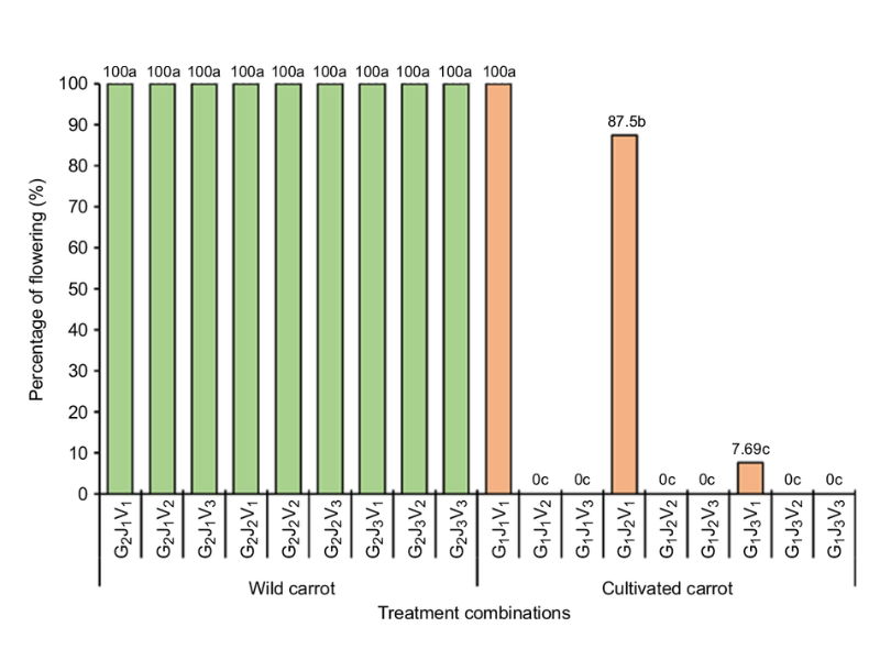 Graphique montrant les résultats des traitements. Il montre 100 % de floraison des carottes sauvages dans tous les cas. Il montre également 100 % de floraison pour les carottes matures avec 12 semaines de vernalisation et 87.5 % de floraison pour les carottes adolescentes avec 12 semaines de vernalisation. Mis à part un faible taux de réussite de 7.69 % pour les carottes juvéniles avec 12 semaines de vernalisation, le reste des carottes cultivées montre 0 % de floraison. L'impression visuelle d'une série de barres pleines du côté sauvage du graphique et de quelques barres du côté cultivé, soulignant le contraste frappant.