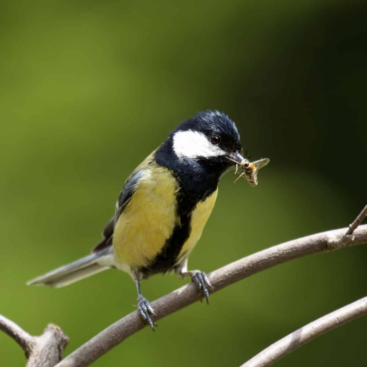 A Great Tit, a yellow and black bird with white cheeks, not unlike a chickadee, sits on a branch. It looks happy as it has caught a fly. The fly looks less happy.