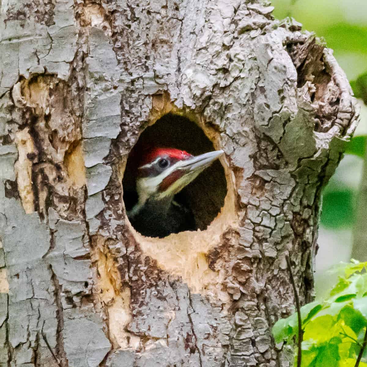 A juvenile pileated woodpecker peers out of a cavity in an old tree.
