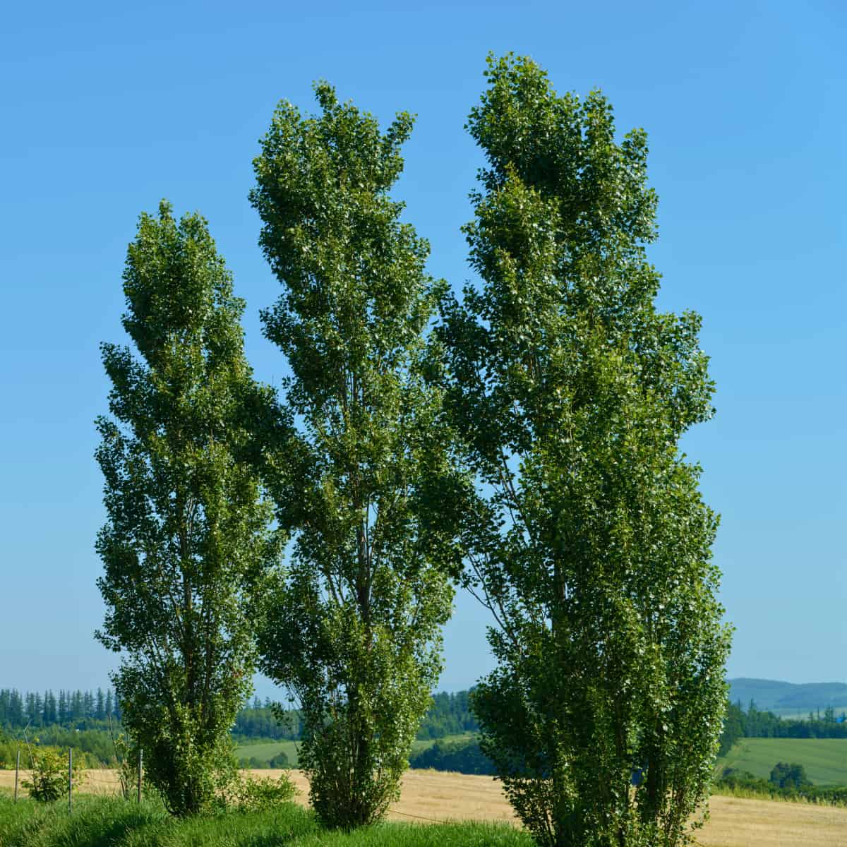 Tree Gene Supercharges Plant Growth in Changing Light