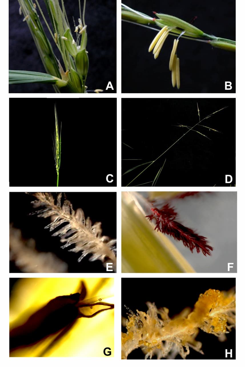 Comparaison entre Oryza nivara et Oryza rufipogon. Voir la légende pour plus de détails.