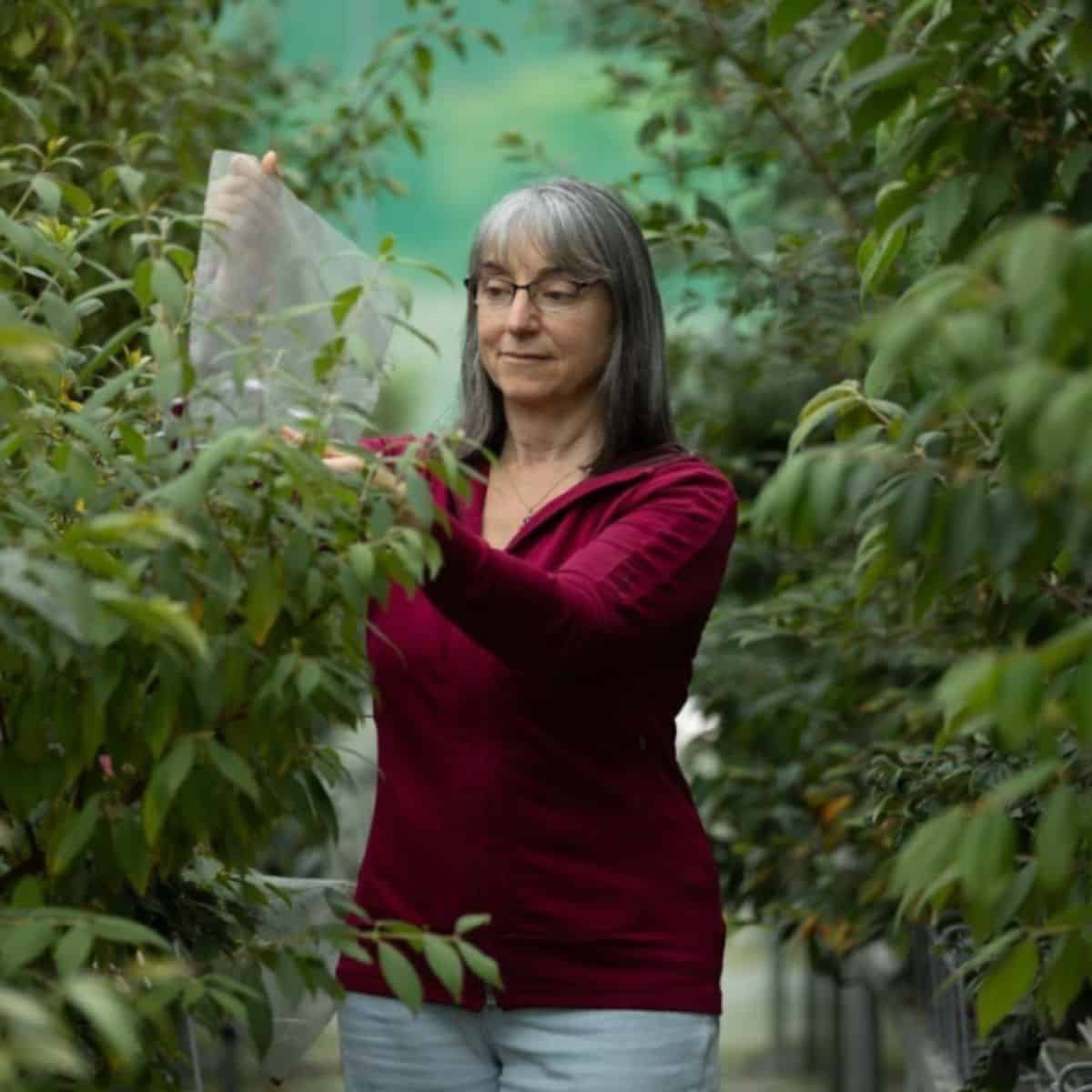 Karen Sommerville: The Quest for Conserving Australian Rainforest Plants