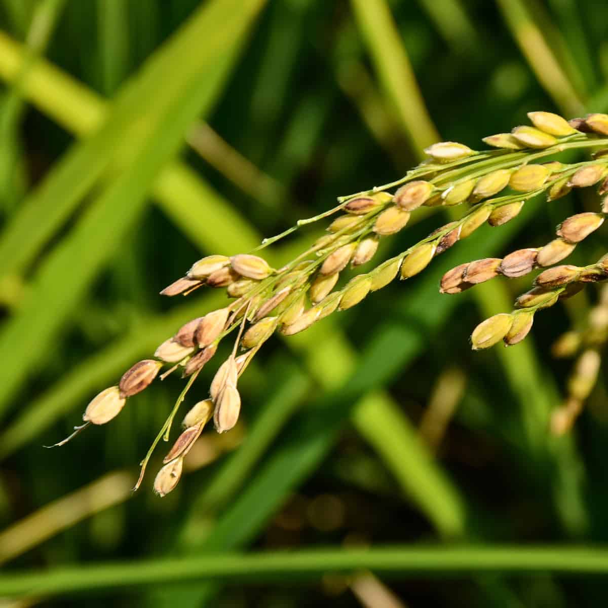 Comment les plants de riz évoluent pour s'auto-polliniser&nbsp;