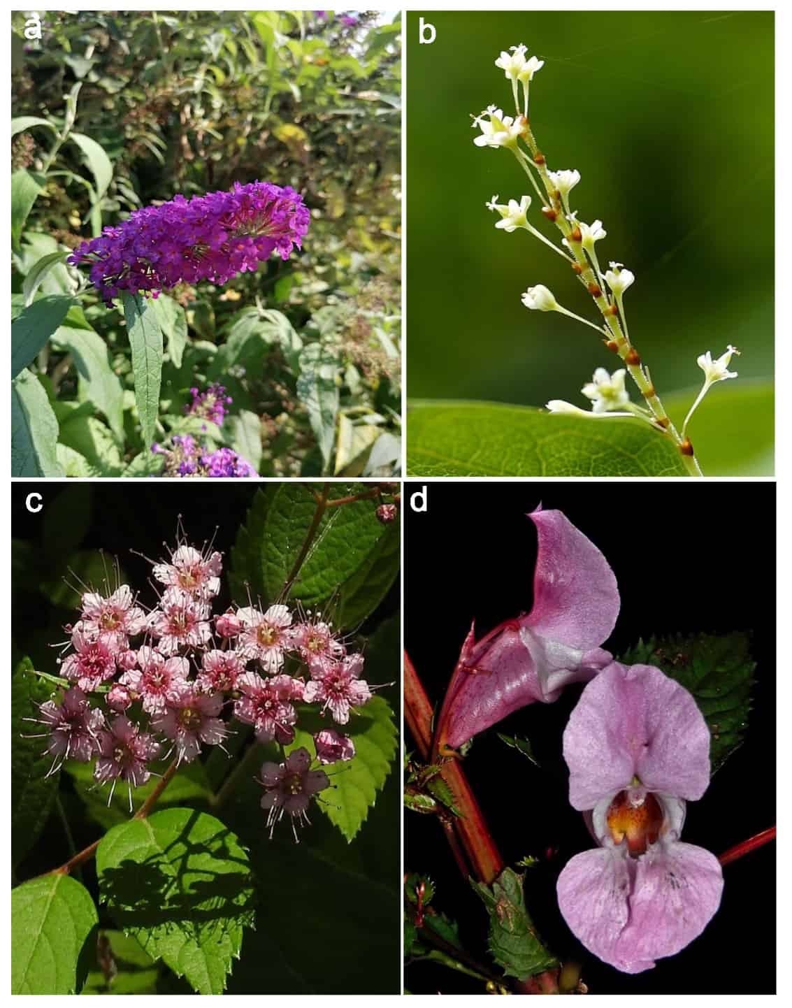 Quatre plantes à fleurs différentes photographiées en détail, disposées dans une grille étiquetée de a à d. L'image (a) montre un buisson à papillons avec une grappe de fleurs violettes denses sur un feuillage vert. L'image (b) montre une tige délicate portant de petites fleurs blanches disposées verticalement sur un fond vert flou. L'image (c) présente une grappe de fleurs rose pâle avec des étamines proéminentes émergeant de feuilles vertes. L'image (d) présente un gros plan d'une fleur d'orchidée rose photographiée sur un fond sombre, montrant sa structure et sa forme de pétale distinctives.
