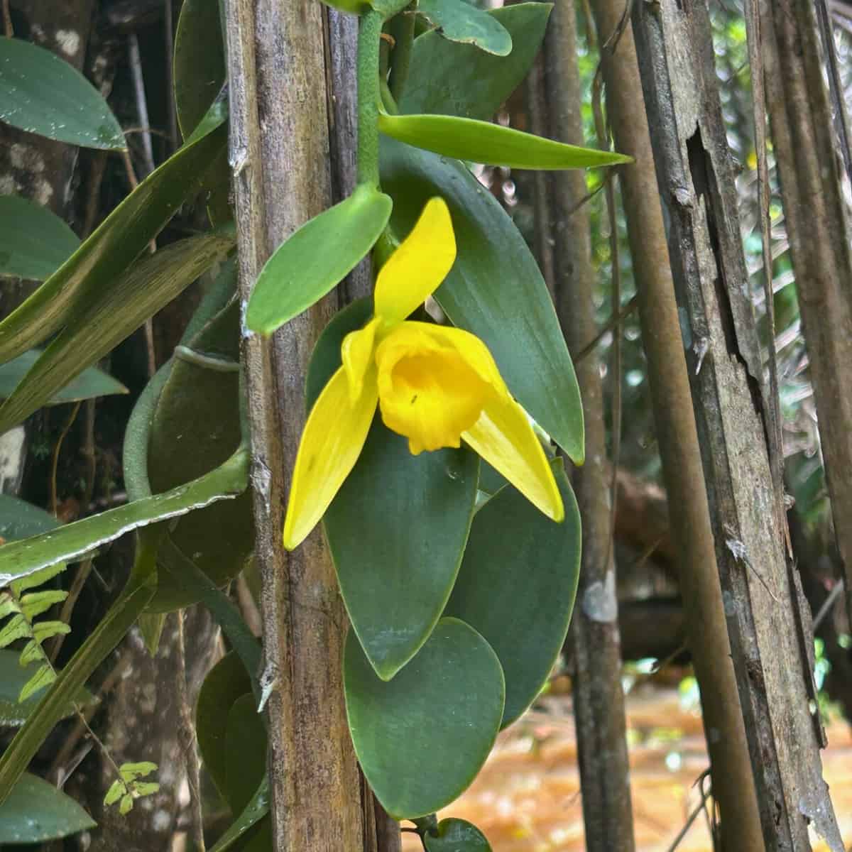 Endangered Vanilla Orchids Hiding in Plain Sight