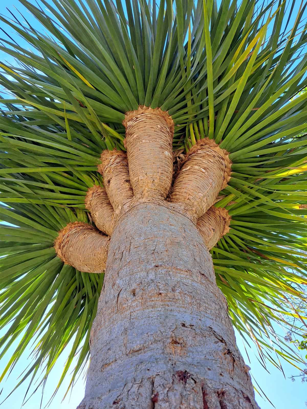 WORLD FLORA: Botanical Wonderland of the Canary archipelago