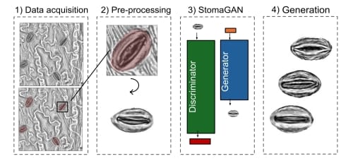 Four panels depict the StomaGAN stages from data acquisition to image generation. First, microscopic images of the leaf surface contain stomata which are identified and extracted. They then undergo pre-processing, where the background is removed and they are rotated for consistent orientation. Third, the StomaGAN competes with the generator and as the generator creates artificial images and the discriminator decides if they are real or fake. Finally, artificial images of stoma are generated.