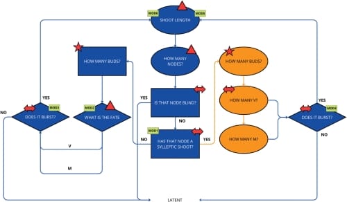 A flow chart with 11 boxes beginning and ending with the question “does it burst?”. Each box in the flowchart represents a question that needs to be addressed to permit the development of a hazelnut architectural model. A rectangular diagram containing different shapes and colors to represent scales, shoot types, and data distribution.