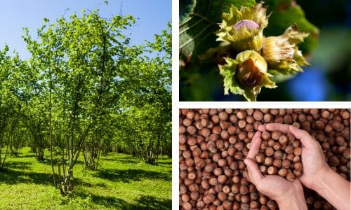 Hazelnut tree, ripe nut, and dried nut with the husk removed.