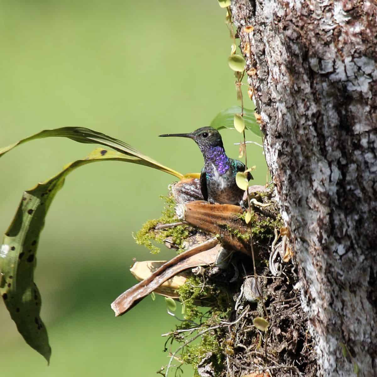 Hummingbirds in the City: How Urban Life Shapes Their Role as Pollinators