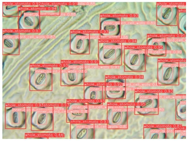 A microscopy image of a leaf surface. Stomata are distributed throughout the image. Each stomatal complex is enclosed by a red box, and its stomatal pore is enclosed by a pink box. Both boxes of each stomata include annotated measurements.
