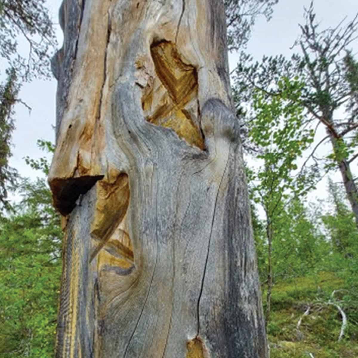 Why Researchers Are Racing To Document These X-Marked Trees Before They Disappear