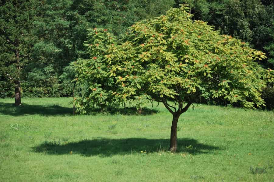 A young tree-of-heaven (Ailanthus altissima) growing in a grassy field. The tree displays its characteristic compound leaves with reddish seed clusters visible at the branch tips. It stands alone in the foreground with its distinctive umbrella-like canopy, casting a shadow on the green grass, while a forest edge forms the background.