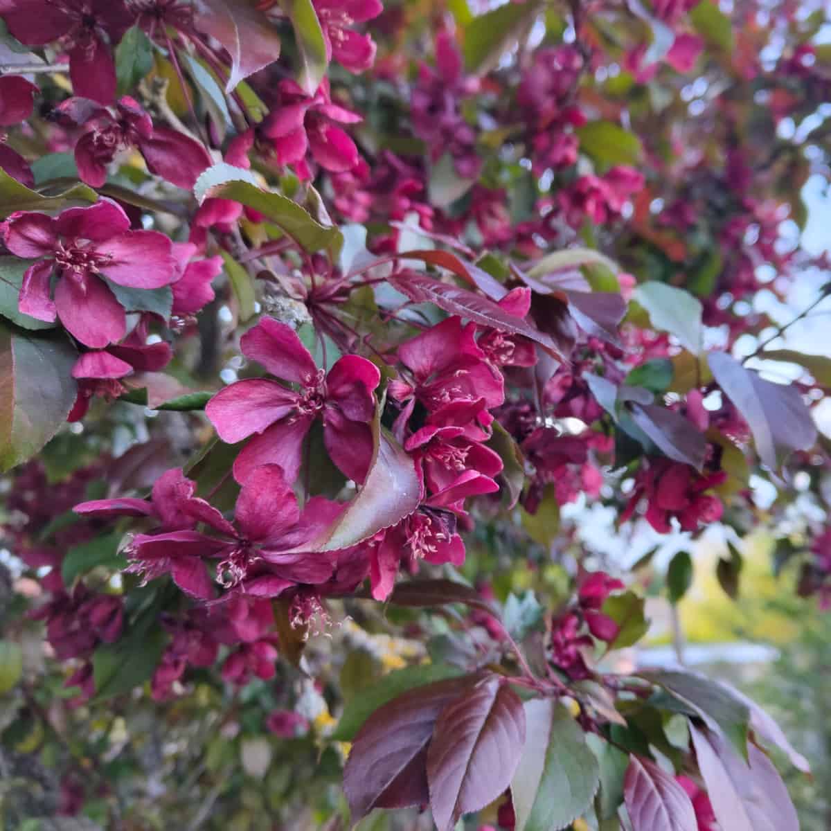 La semaine en botanique du 21 avril 2025